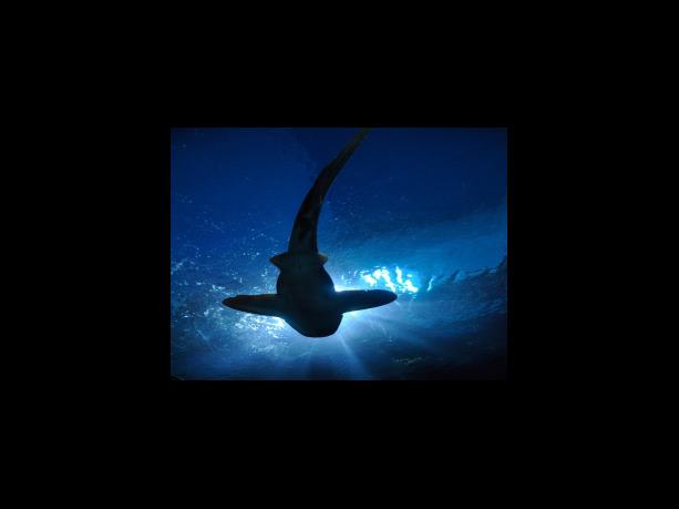 오늘은 무엇을 볼까나.