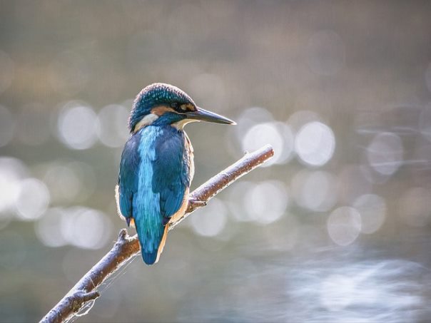 유방암 1기 특징