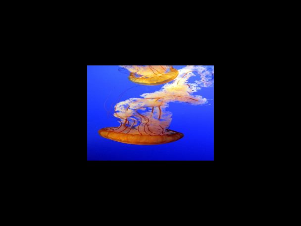 아로니아 먹는 가장 좋은 방법